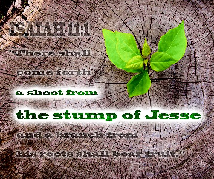 Advent: Stump to Fruit – 12/08/2019